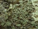 Rhizocarpon geographicum sub tinei (licheen)