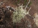 Ramalina arabum (licheen)