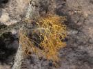 Lethariella canariensis (licheen)