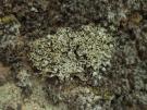 Cladonia microphylla (licheen)