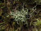 Ramalina dendriscoides (licheen)