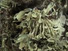 Ramalina maderensis (licheen)