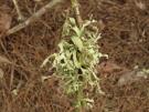 Ramalina terebrata (licheen)