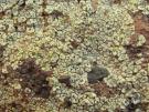 Lichenostigma subradians (licheen parasiet)