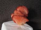 Roze oesterzwam (kweekchampignon)