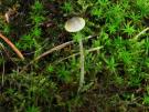 Donzige mycena (plaatjeszwam)