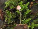 Lila mycena (plaatjeszwam)