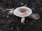 Kleine champignon (plaatjeszwam)