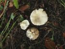 Russula faustiana (plaatjeszwam)