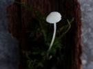 Smeerwortelmycena (plaatjeszwam)