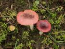 Geurige wilgenrussula (plaatjeszwam)