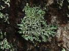 Heterodermia speciosa (licheen)