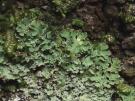 Heterodermia japonica (licheen)