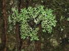 Hypotrachyna laevigata (licheen)