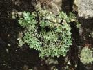 Hypotrachyna pulvinata (licheen)