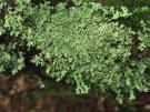 Hypotrachyna taylorensis (licheen)