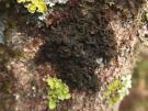 Leptogium coralloideum (licheen)