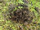 Leptogium burgessii (licheen)