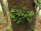 Lobaria immixta (licheen)