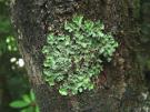Lobaria sublaevis (licheen)