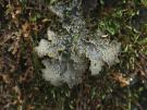 Pseudocyphellaria crocata (licheen)