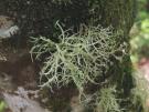 Ramalina subgeniculata (licheen)