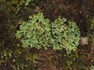 Heterodermia obscurata (licheen)