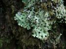 Hypotrachyna endochlora (licheen)