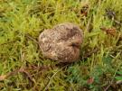 Bleke truffel (ascomyceet)