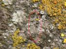 Lecanora dispersella (licheen)