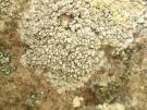 Lecanora subcarnea (licheen)