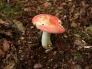Vergelende russula (plaatjeszwam)