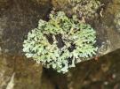Heterodermia propagulifera (licheen)