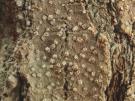 Pertusaria ophtalmiza (licheen)