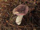 Jodoform russula (plaatjeszwam)