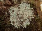 Heterodermia albicans (licheen)