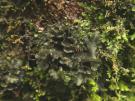 Leptogium hibernicum (licheen)