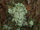 Hypotrachyna horrescens (licheen)