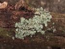 Hypotrachyna rockii (licheen)