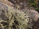 Ramalina cuspidata (licheen)