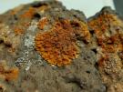 Xanthoria isidoidea (licheen)