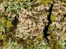 Laetisaria lichenicola (licheen parasiet)