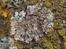 Lichenochora weillii (licheen parasiet)