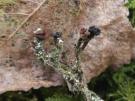 Lichenoconium pyxidatae (licheen parasiet)