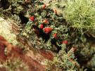 Cladonia bellidiflora (licheen)
