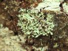 Heterodermia galactophylla (licheen)