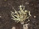 Ramalina azorica (licheen)