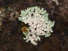 Heterodermia isidiophora (licheen)