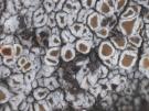 Unguiculariopsis thallophila (licheen parasiet)