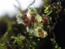 Epicladonia sandstedei (licheen parasiet)